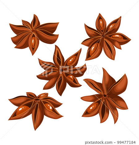 anise star brown dry set cartoon vector illustration 99477184