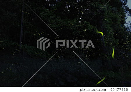 螢火蟲飛舞的初夏 99477316