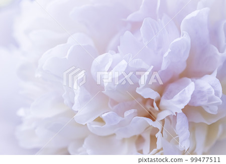 White peony flower petals. Macro flowers backdrop for holiday brand design. Soft focus, abstract floral background 99477511