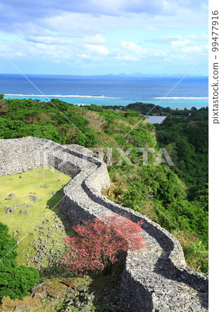 世界遺產 今歸仁城跡 寒緋櫻盛開 99477916