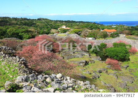 World Heritage Nakijin Castle Ruins Kanhizakura in full bloom 99477917