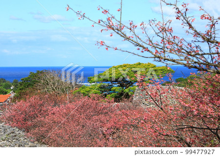 World Heritage Nakijin Castle Ruins Kanhizakura in full bloom 99477927