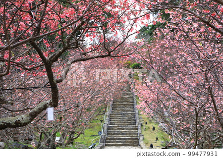 世界遺產 今歸仁城跡 寒緋櫻盛開 99477931