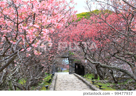 世界遺產 今歸仁城跡 寒緋櫻盛開 世界遺產 今歸仁城跡 寒緋櫻盛開 99477937