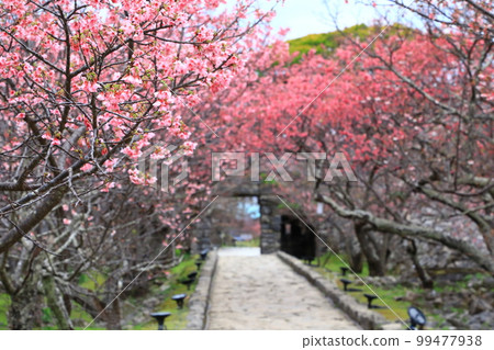 World Heritage Nakijin Castle Ruins Kanhizakura in full bloom 99477938