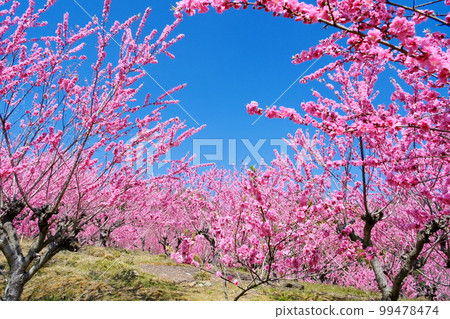 Peach Blossom Peach Blossom 99478474