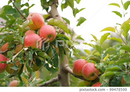 Apple tree branch with several fruits on a summer morning in the garden 99478500