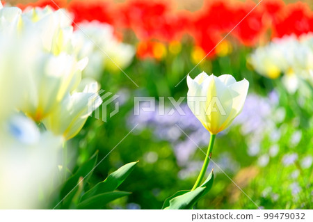  Tulip garden 99479032