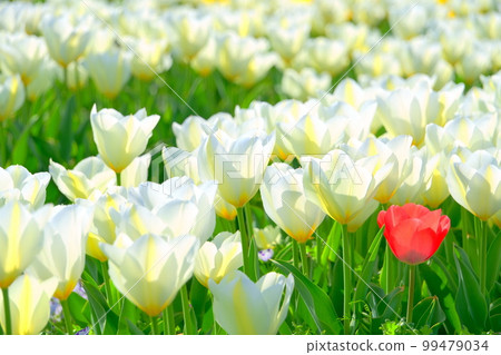  Tulip garden 99479034