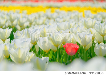 Tulip garden Tulip garden 99479038