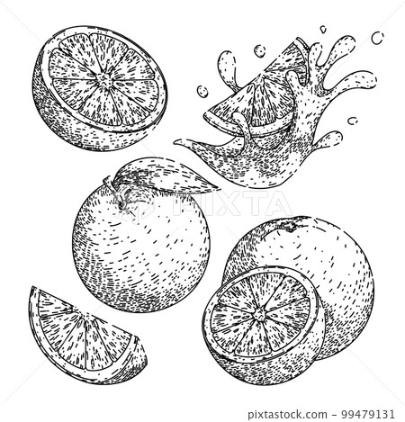 orange fruit set sketch hand drawn vector 99479131