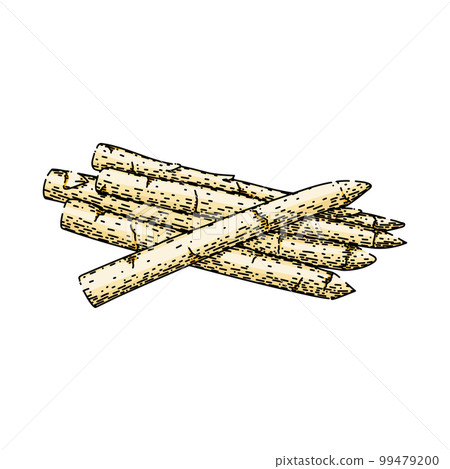 asparagus white sketch hand drawn vector 99479200