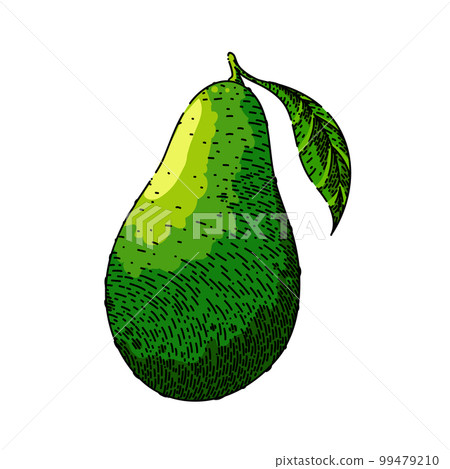 avocado ripe sketch hand drawn vector 99479210