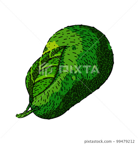 avocado food sketch hand drawn vector 99479212
