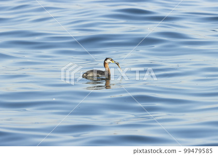 Akaya dialect 99479585