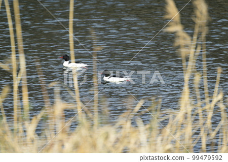 Kawaiiza Kawaiiza 99479592