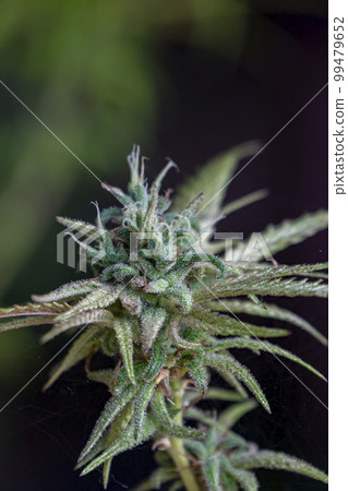HDR close up shot of a cannabis plant blossom 99479652