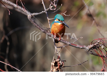 Kingfisher aiming for prey 99479665