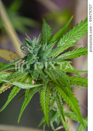HDR close up shot of a cannabis plant blossom 99479707
