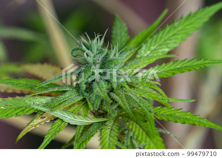 HDR close up shot of a cannabis plant blossom HDR close up shot of a cannabis plant blossom 99479710