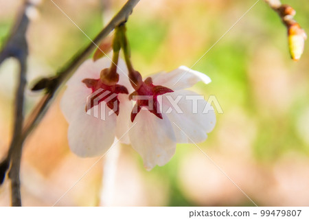 Endangered Tamanohoshizakura of Tama Hills 99479807