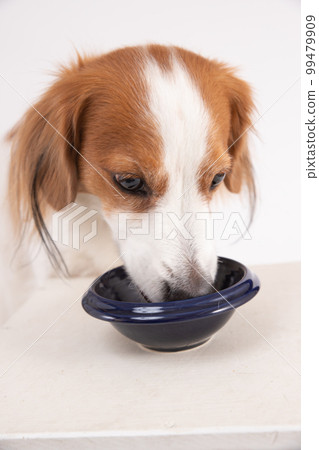 Kooikerhondje 飲用寵物奶 99479909