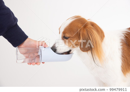 Kooikerhondje getting water from a water bottle 99479911