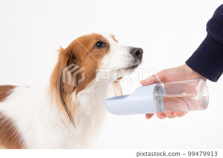 Kooikerhondje getting water from a water bottle Kooikerhondje getting water from a water bottle 99479913