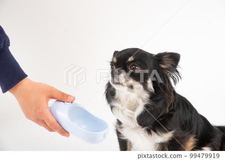 water bottle and black tan long coat chihuahua 99479919