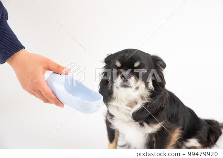 water bottle and black tan long coat chihuahua 99479920