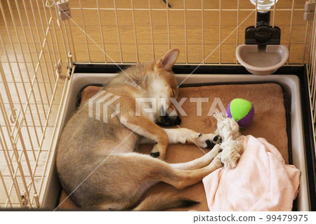 3 months old sleeping puppy Shiba Inu 99479975