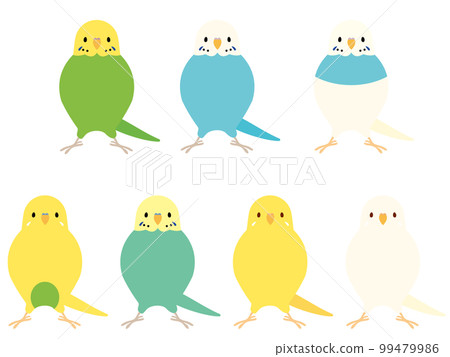 Sekisei parakeet Sekisei parakeet 99479986
