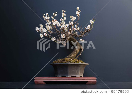 A bonsai 99479993