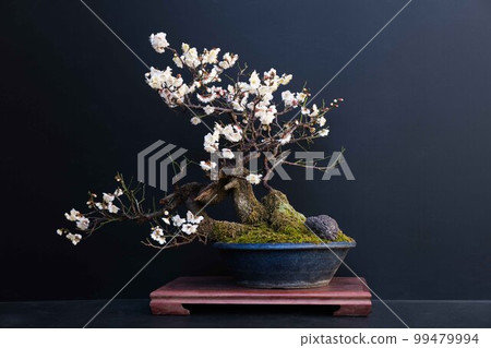 Bonsai (Plum) 99479994