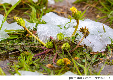 Kanto dandelion blooming under the snow 99480023
