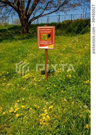 開花的原生關東蒲公英（禁止採集） 99480027