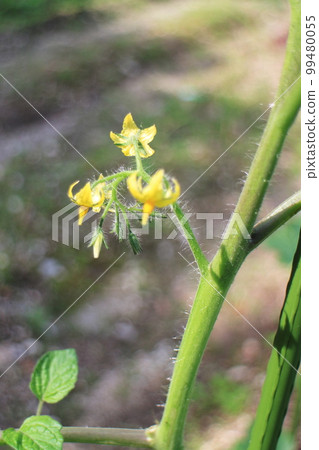 黃色的番茄花瓣 黃色的番茄花瓣 99480055