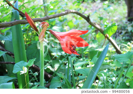 Amaryllis flower blooming inside a plant 99480056