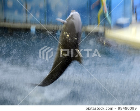 dolphin jump dolphin jump 99480099