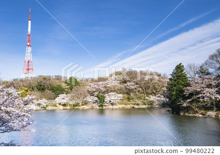 神奈川縣立三池公園的櫻花風景[神奈川縣橫濱市] 99480222
