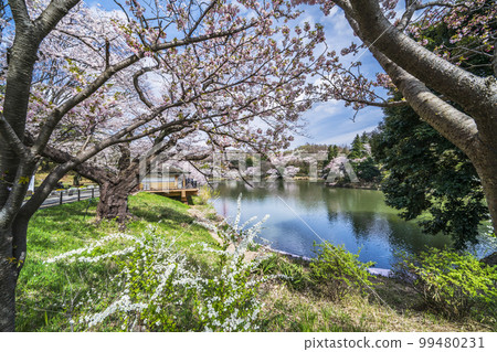 神奈川縣立三池公園的櫻花風景[神奈川縣橫濱市] 99480231