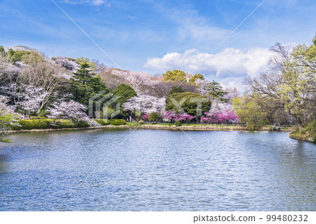 神奈川縣立三池公園的櫻花風景[神奈川縣橫濱市] 99480232