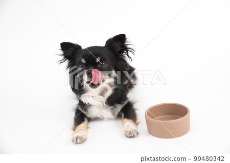 一隻黑褐色的吉娃娃舔著舌頭，急切地等待著他的飯菜 99480342