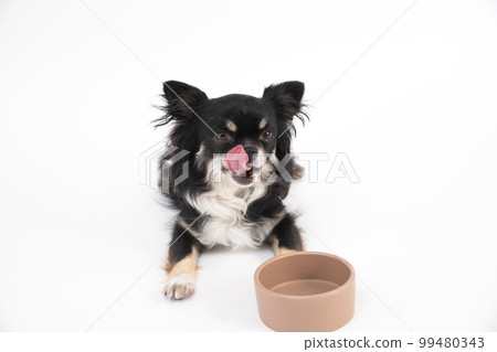 A black tan chihuahua licking his tongue as he eagerly awaits his meal 99480343