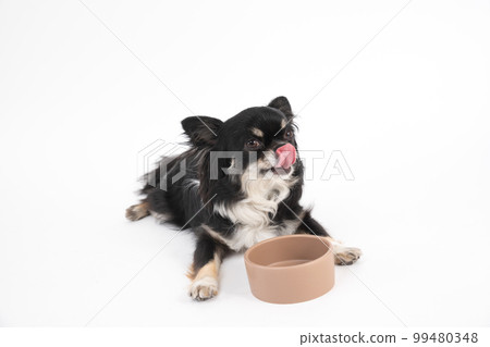 一隻黑褐色的吉娃娃舔著舌頭，急切地等待著他的飯菜 99480348