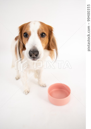Kooikerhondje quietly waits in front of a bowl while preparing food 99480355