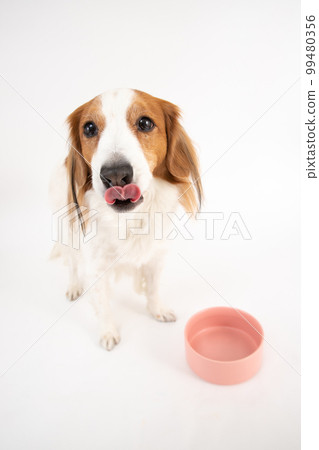 Kooikerhondje looking forward to eating and licking his tongue 99480356