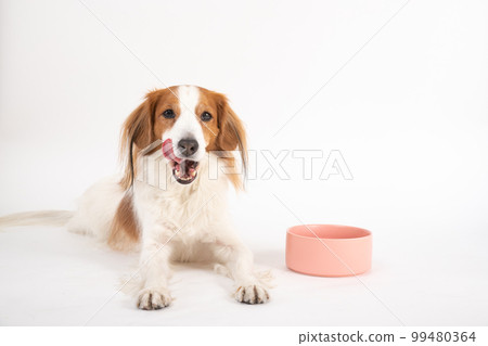 Kooikerhondje 期待著吃和舔他的舌頭 99480364