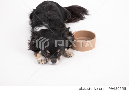 A long-coated Chihuahua waiting for rice by the bowl 99480366