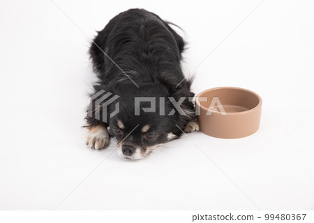 A long-coated Chihuahua waiting for rice by the bowl 99480367